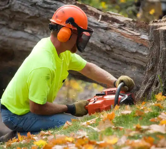 tree services Augusta